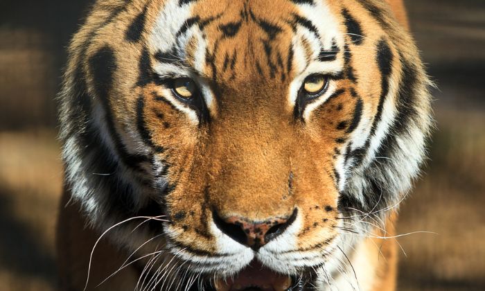 Sibirischer Tiger © Zoo Neuwied